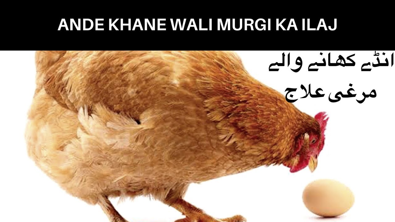ANDE KHANE WALI MURGI KA ILAJ / CHICKEN EATING EGGS ( HENS EATING EGGS) HOW TO STOP 👍🏻
