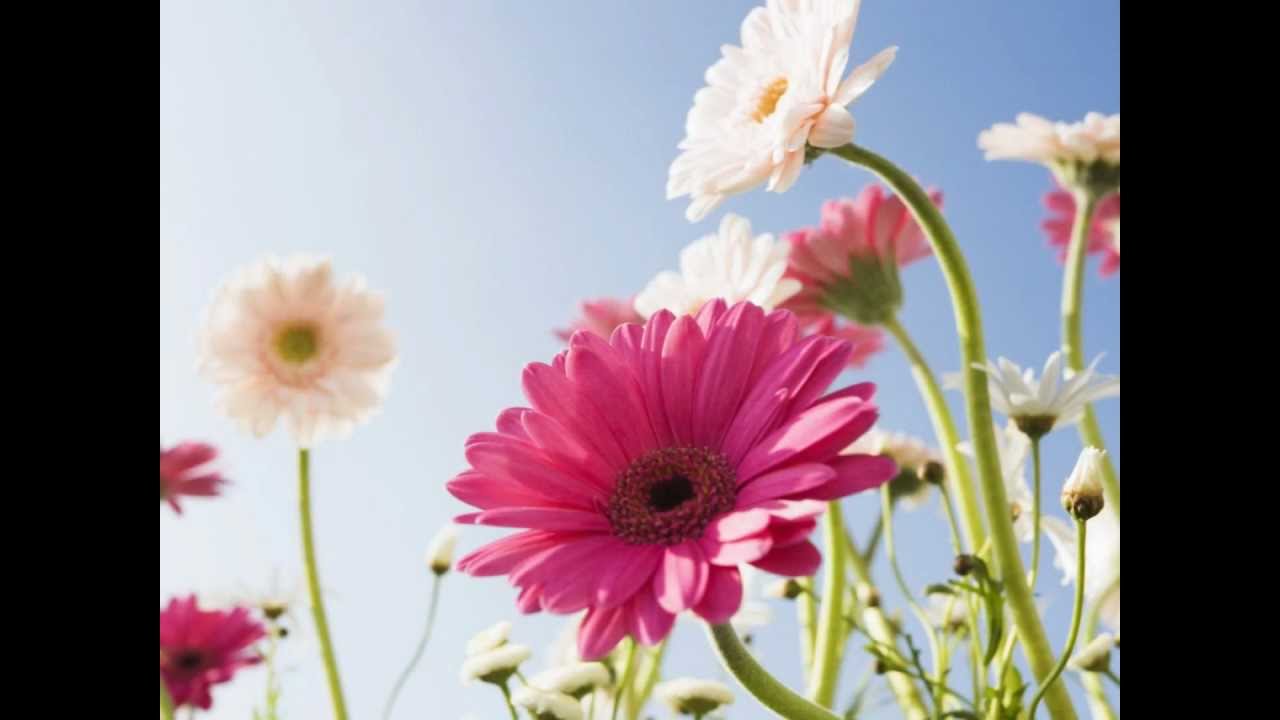 Janis Ian ~ Days like these