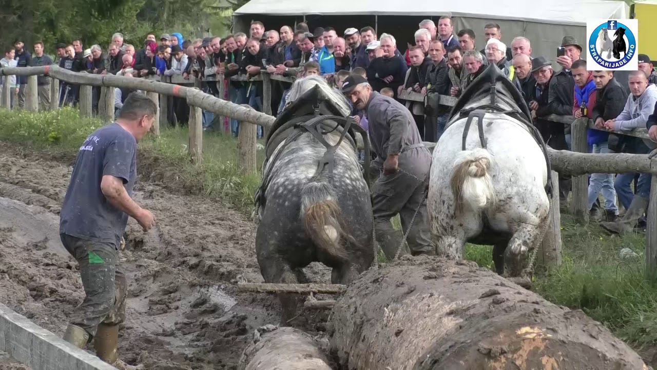 -Zekani (Vilan i Moro ) od Želje Jevića vicešampioni teške u Driniću-2019