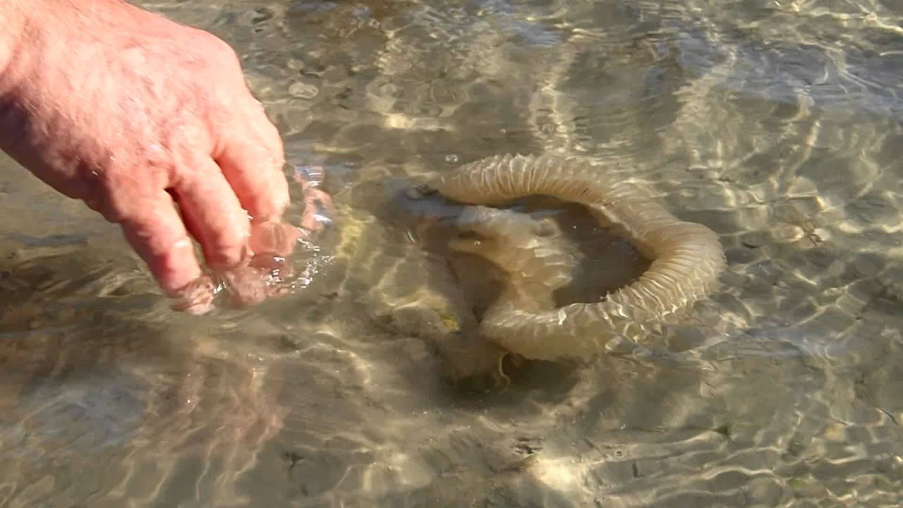 A Lightning Whelk Laying Eggs