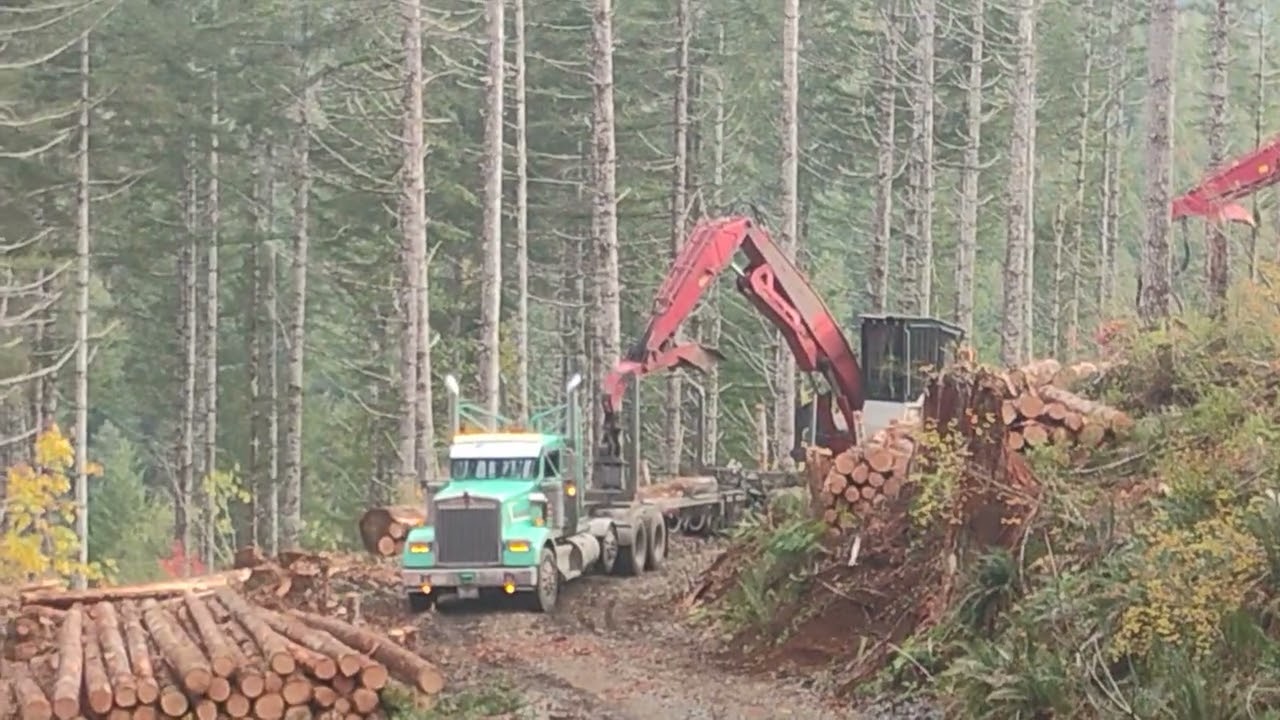 Logging, log truck backing down the spur, to the loader