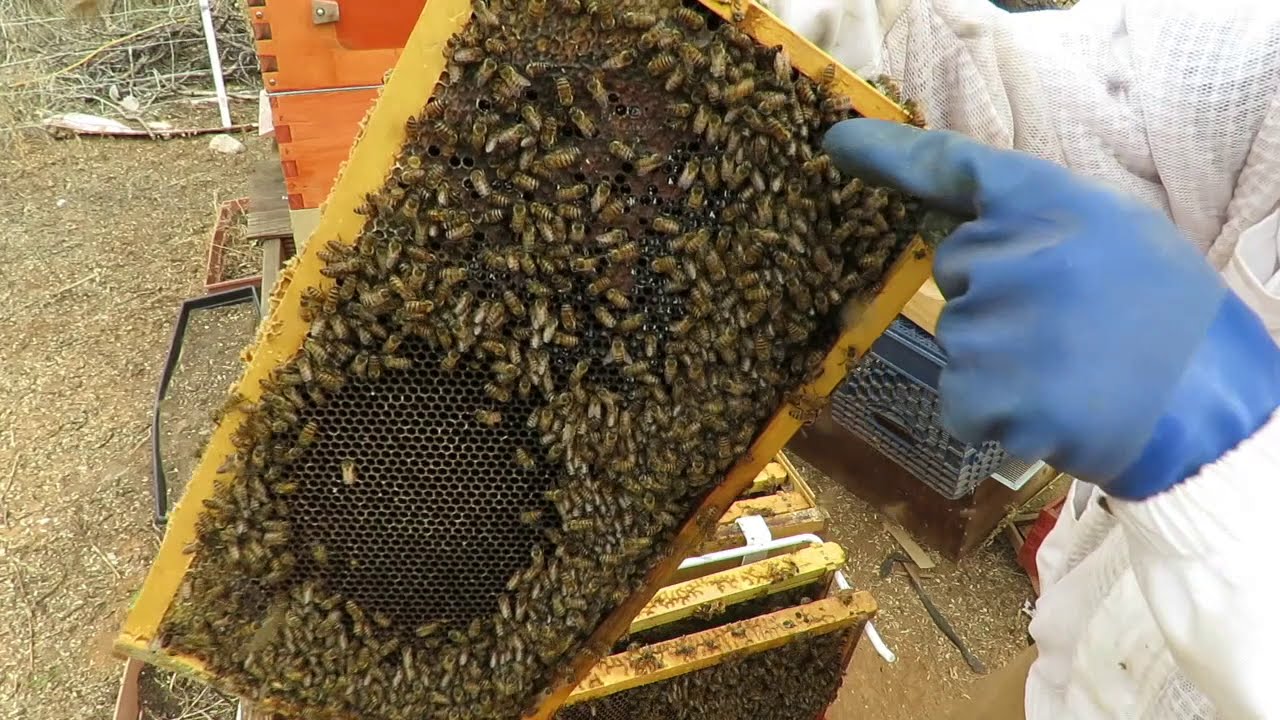 Checking a newly Introduced Saskatraz Queen For Acceptance by the Colony