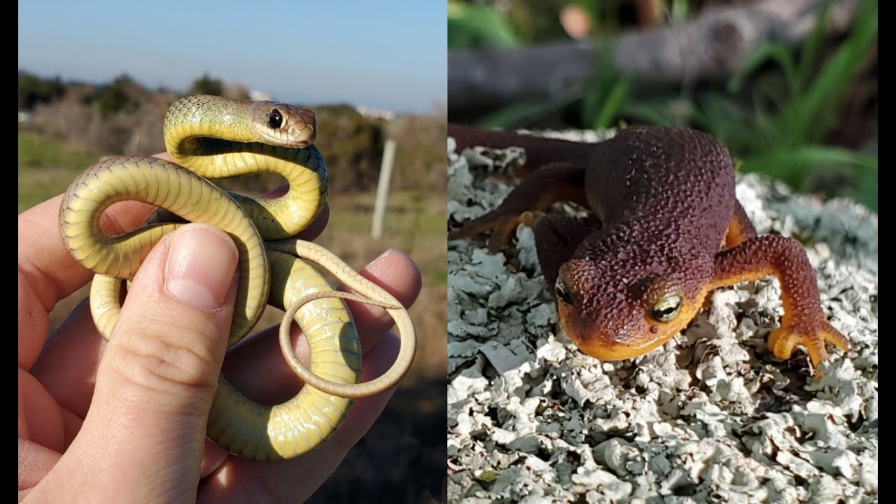 California Herping (Bay Area) First Snakes of 2022 and More