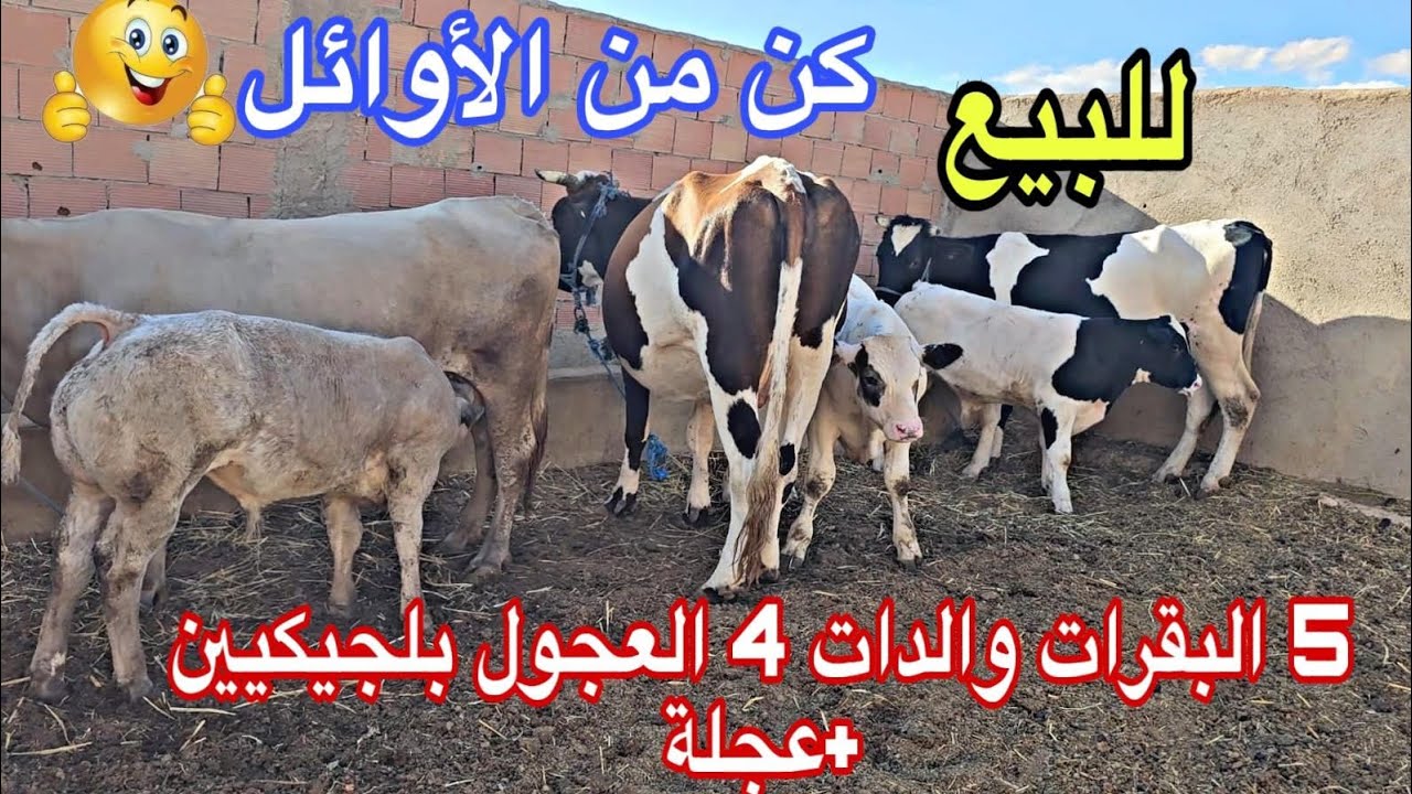 الحاضر يعلم الغايب📢📢5 البقرات والدات نواحي [ميدلت زايدة]🇲🇦إتصل 06.61.32.99.48 📞يوسف لمهور