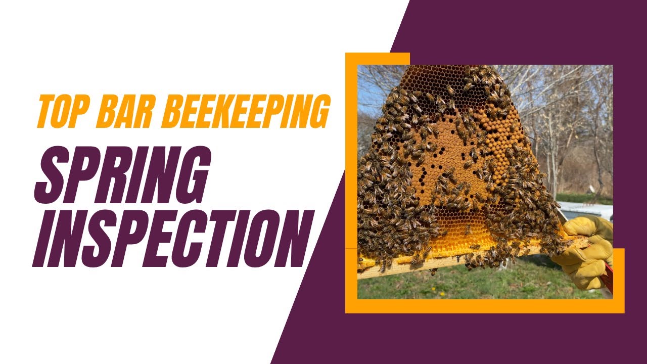 Top bar beekeeping, Spring Inspection