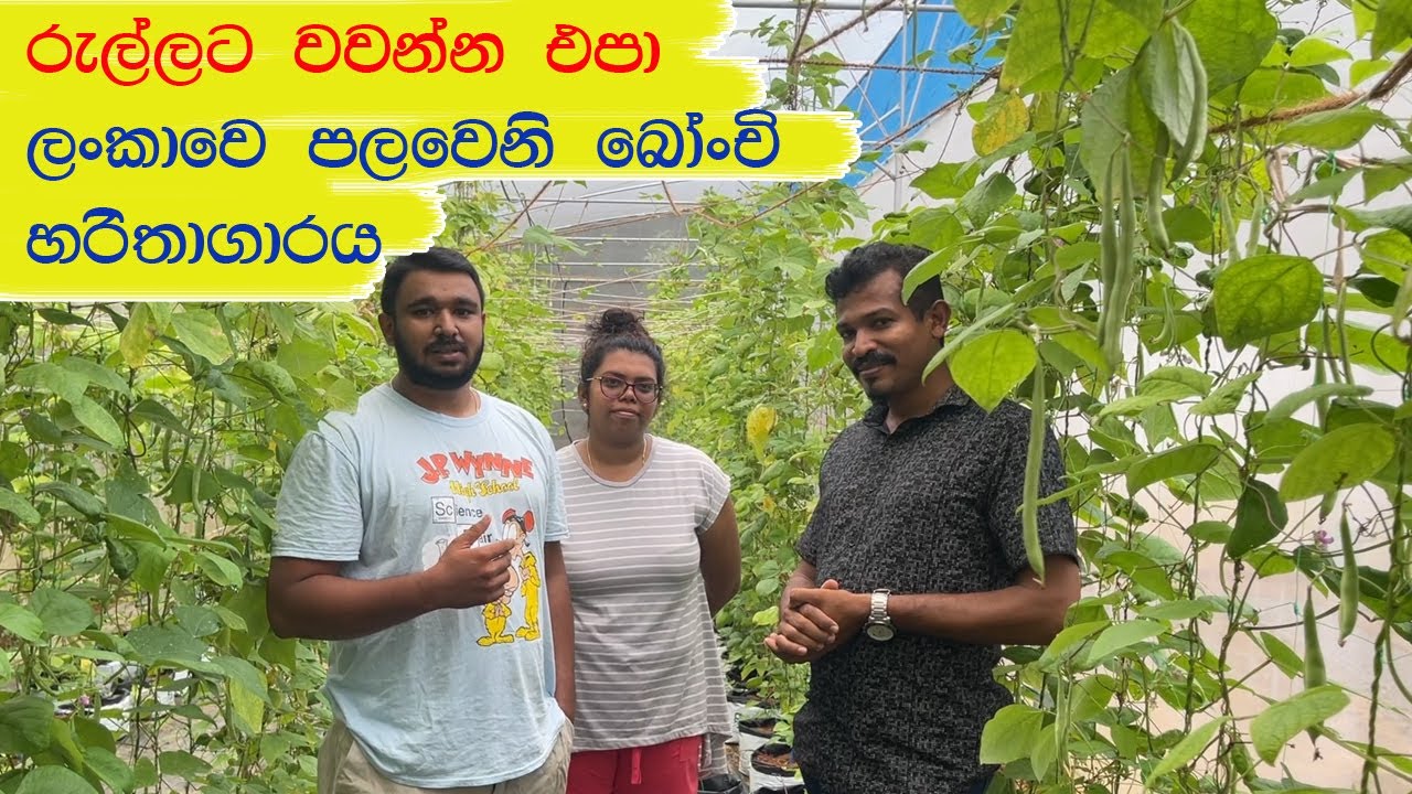 බෝංචි හරිතාගාර - 25kg කඩනව, තෝරන්නෙ නැතුව කොච්චර තිබුනත් ගන්නව