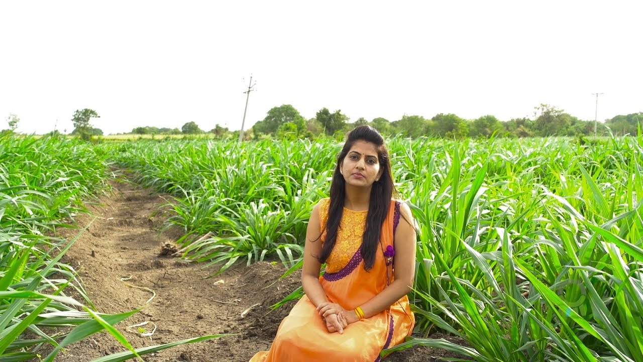 Klimom's cow based farming takes us back to our ancient roots and their methods of farming
