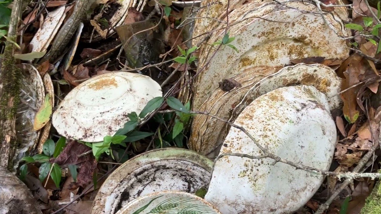 The motherlode found at Lake Helen Florida #history #florida #bottles #lakehelen