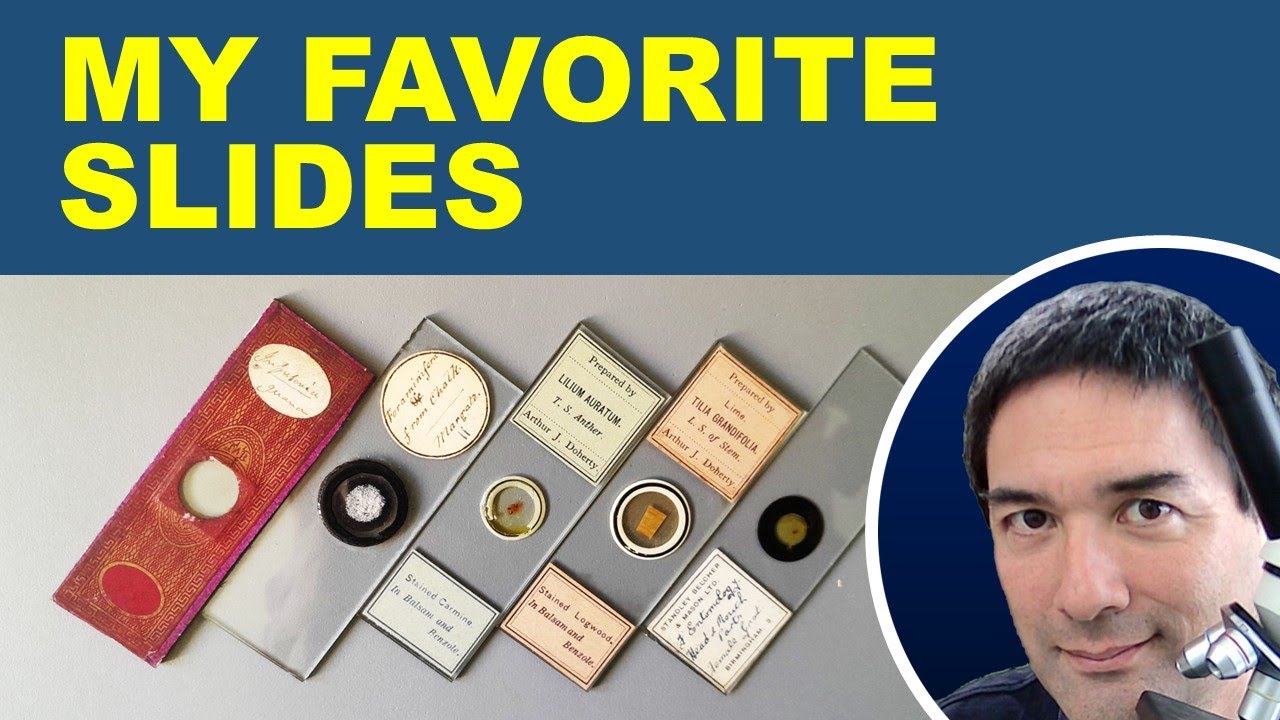 🔬Permanent Microscope Slides