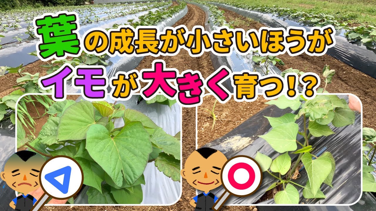 【タネ屋が考察！】サツマイモの初期成育で、収量と品質が見込める診断方法　タネのハシモト