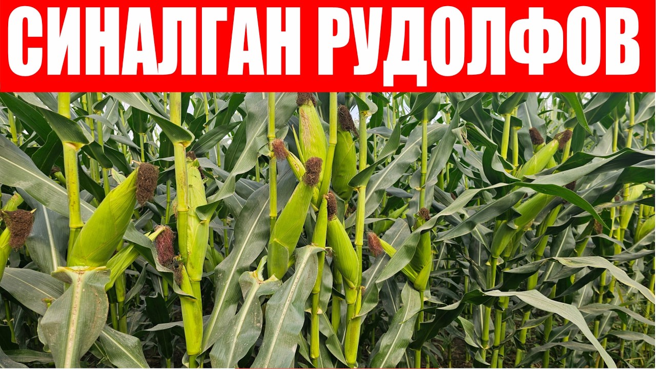 Бир жойда 2 хил дурагай фарқини кўриб ўзингиз баҳо беринг! Рудолфов 60 F1