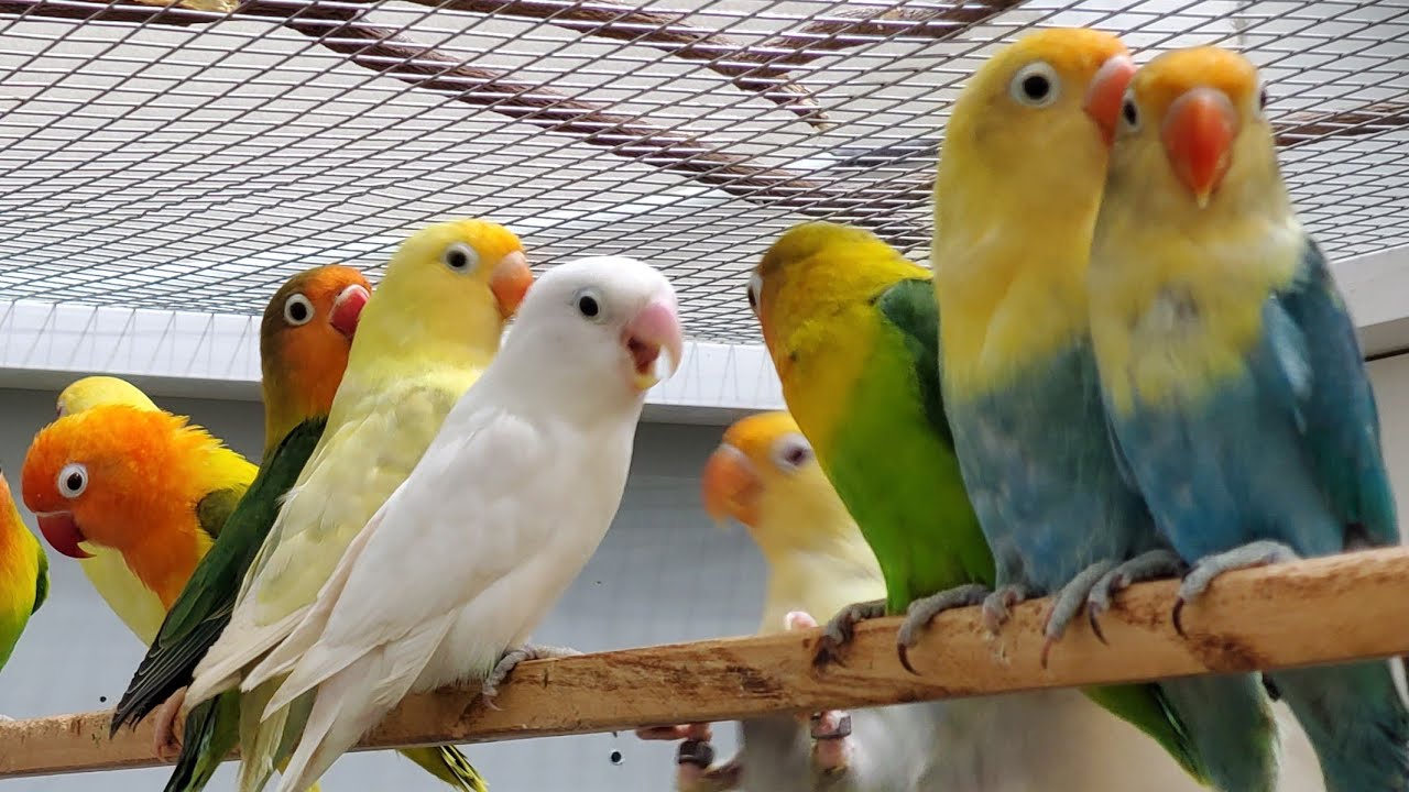 Lovebirds sounds 