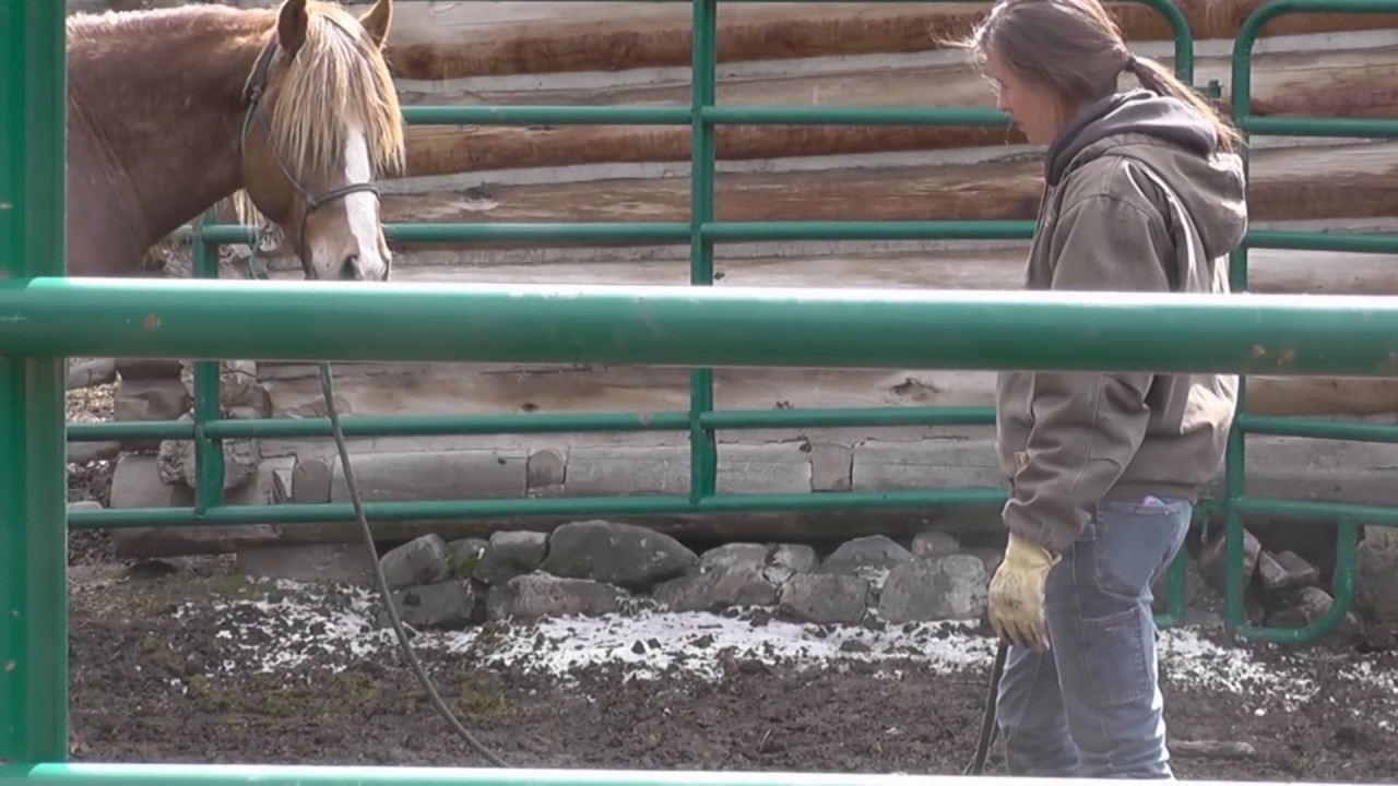 Gentling a Wild Horse - Twix Day 1