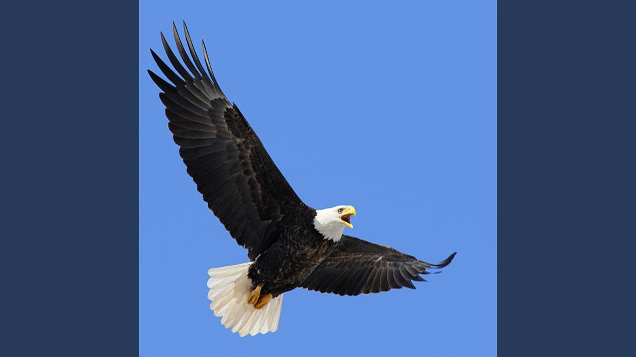 Fly Free Like an Eagle