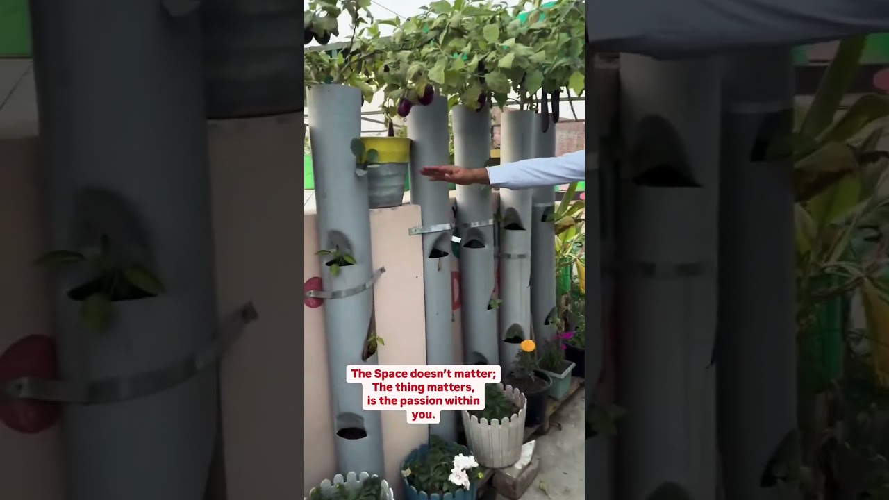 Growing vegetables in pipes is easy