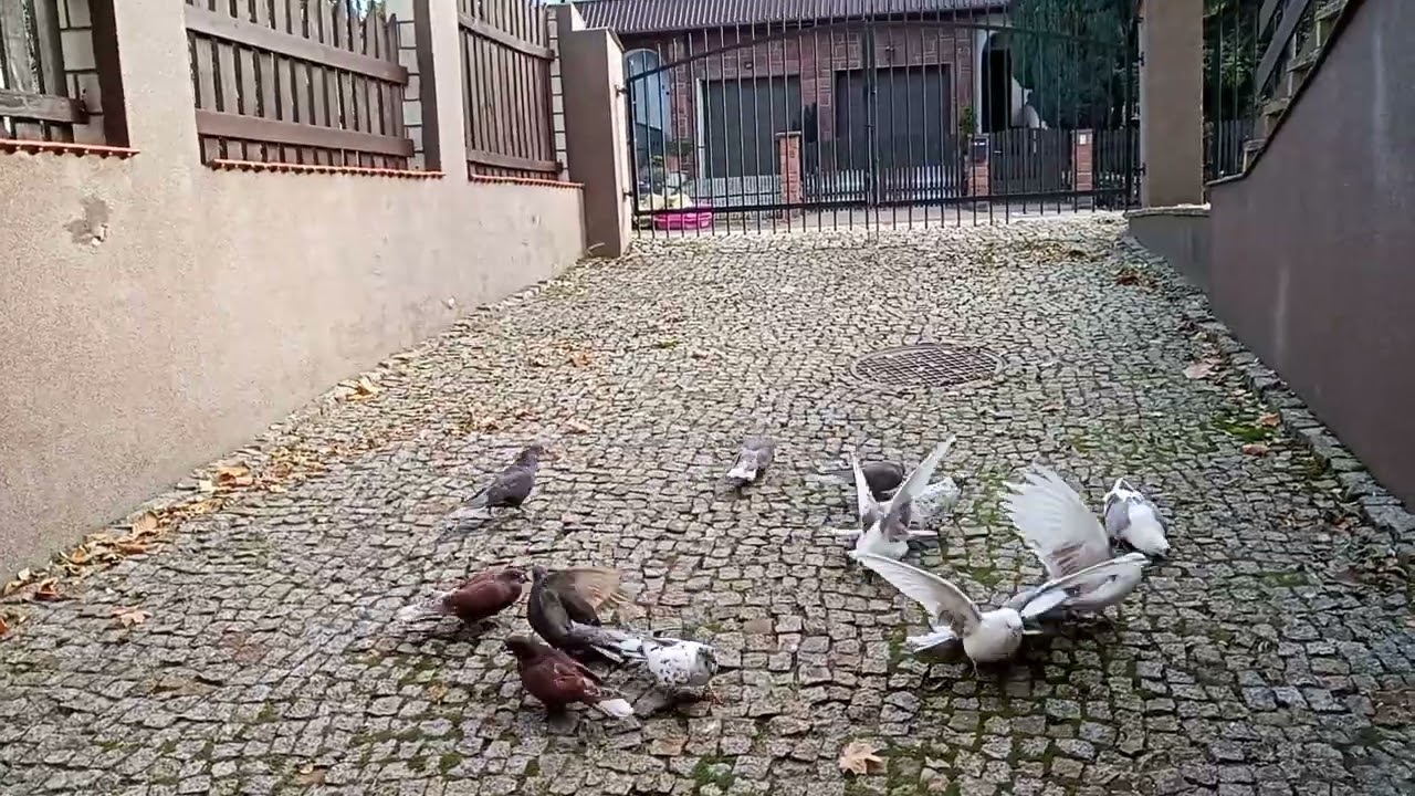 Gołębie i drobna egzotyka