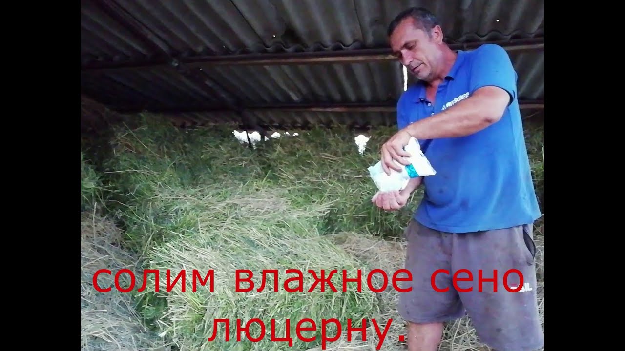 Закладываем сырое сено.  Солим каждый тюк.