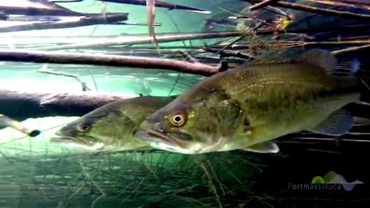 Black bass - Wildwatching Matarraña - Episodio 1