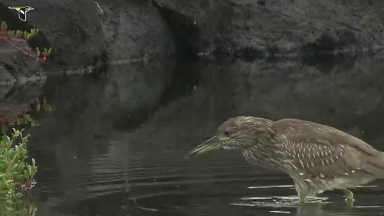 Black-crowned Night-Heron