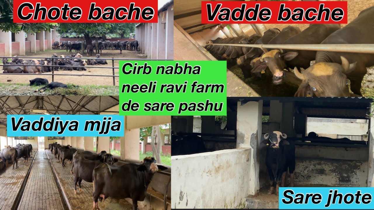 cirb nabha|Neeli ravi farm de sare pashu #cirb#nabha#neeliravibuaffalo#farmvideo#neeliravi#vlog#top 