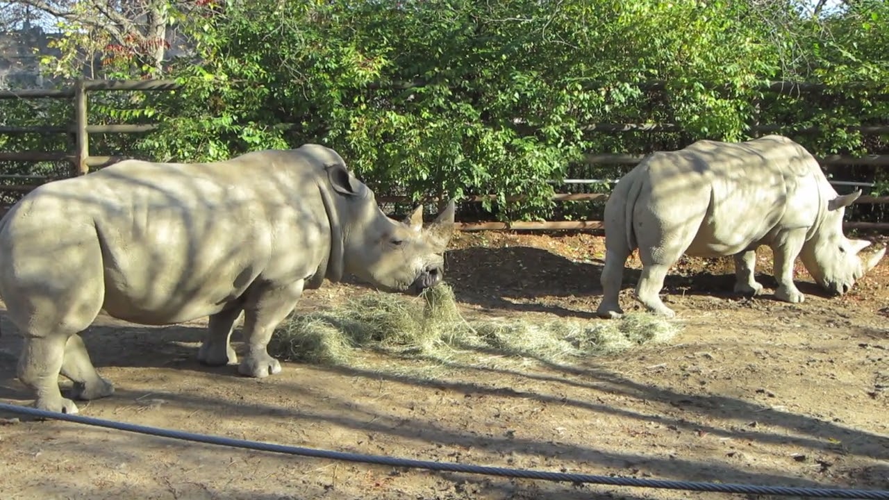 Rhinoceros
