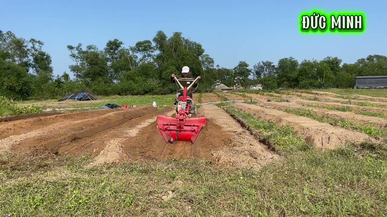 Cuốc đất trồng ớt và thuốc là trên vùng đất cát Mỹ Lợi