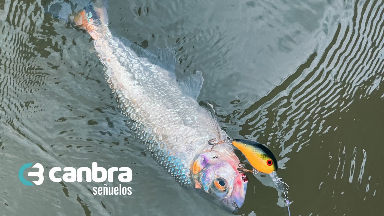 Los mejores señuelos para la pesca de sabaletas y sábalos