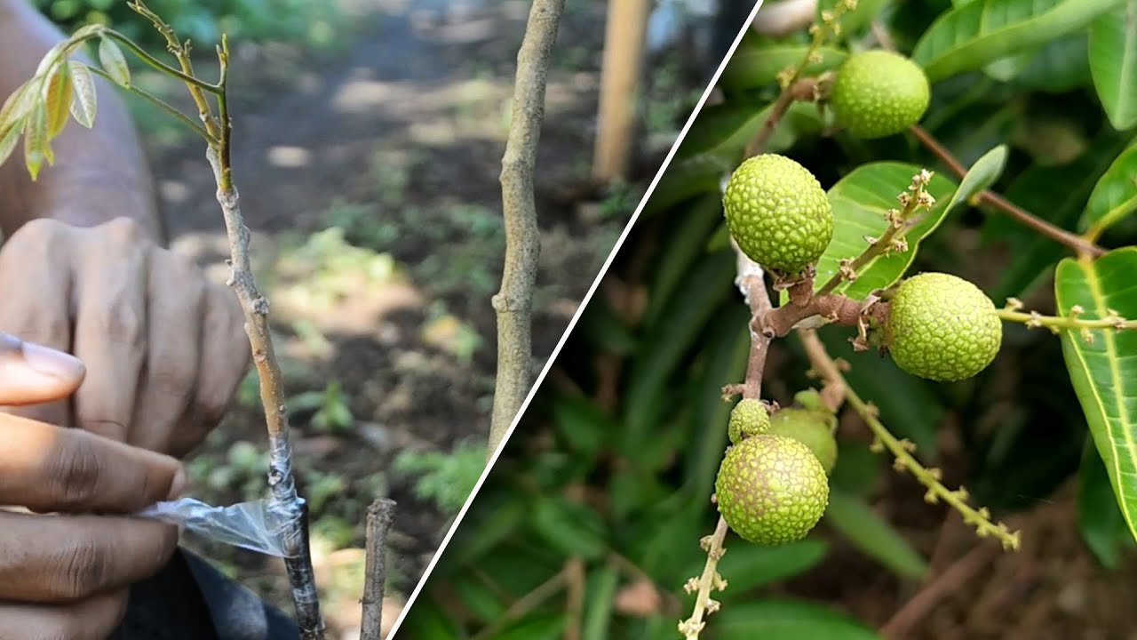 This is Grafting example on longan kelengkeng