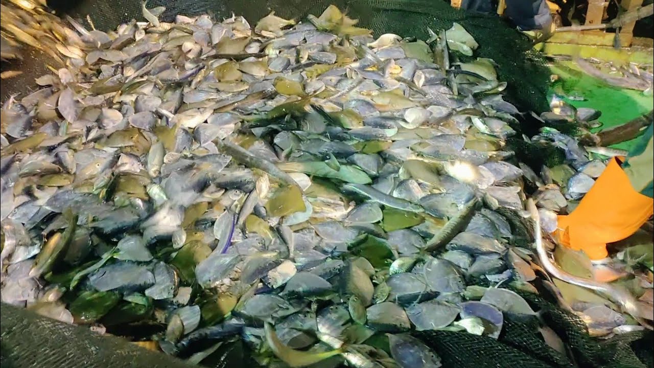 Hari Kedua Hasil Seting Masuk Ikan Semar Dan Bawal - Vlog Nelayan Story