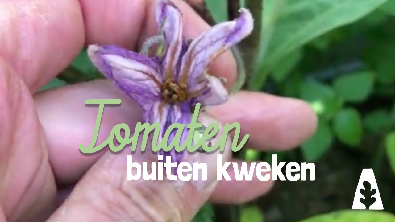 Stadstuinieren - Tomaten buiten kweken