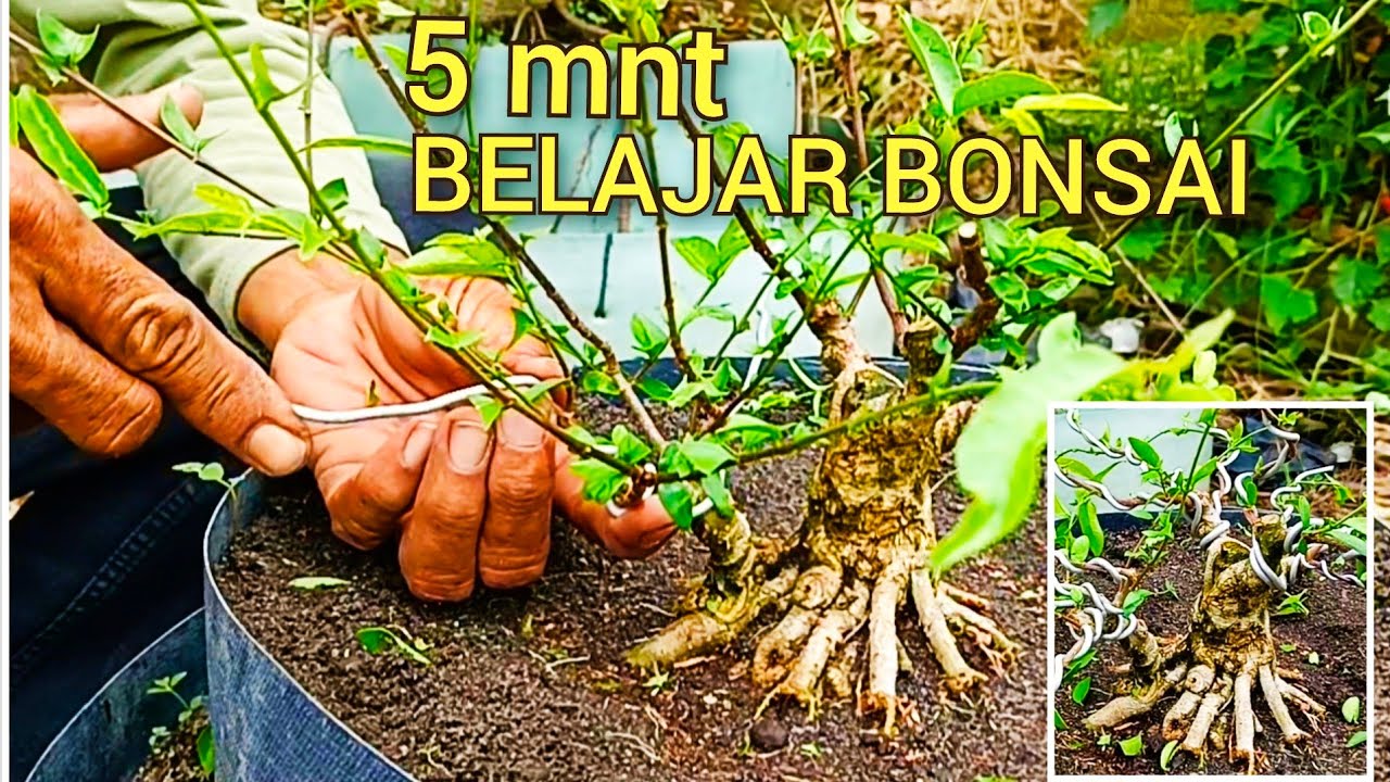 5 MENIT BELAJAR BONSAI,PRES CABANG DAN ARAHKAN PERCABANGAN@mahkotabonsai#belajarbonsai#bonsaitree