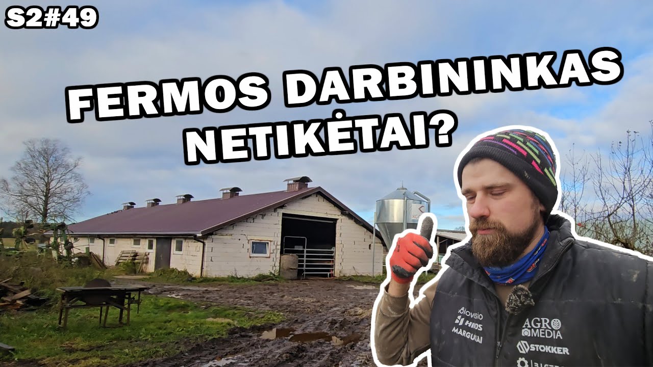 ukis.zemaitija/s2#49 galvijai juda, atidaro kukurūzus?