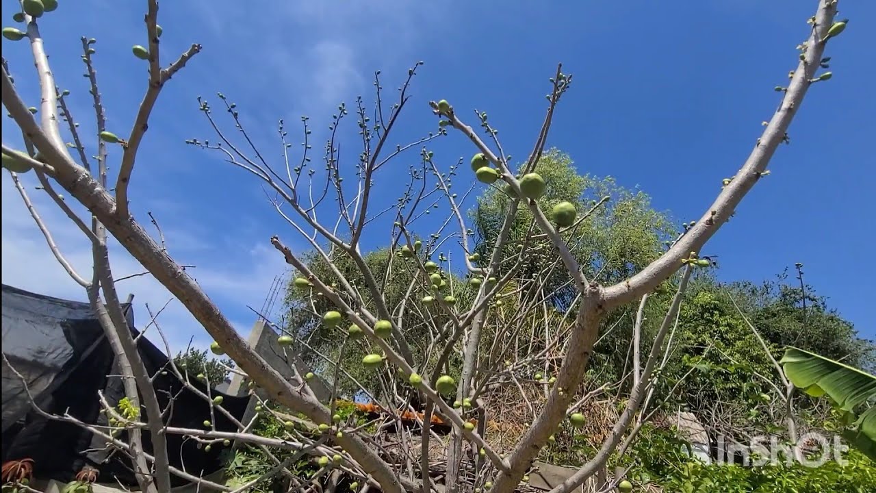 Ya se viene la temporada de.las    siruelas mangos guamuchiles miren! 