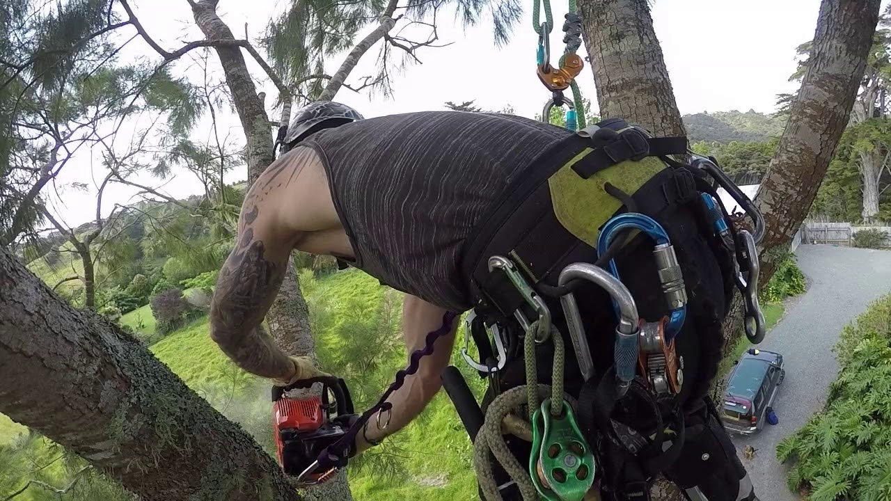 Treeclimber / Arborist - Dismantling of a Casuarina / She Oak