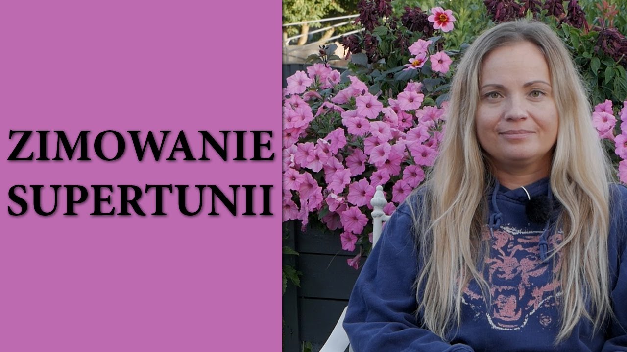 2 sposoby na zimowanie SUPERTUNII / Supertunia Vista Bubblegum pobieranie sadzonek / MrsGarden