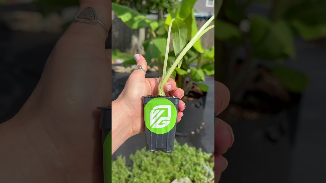 I raised an Ice Cream Banana to maturity in 11 months - in Jersey #plants #wateringplants #plant