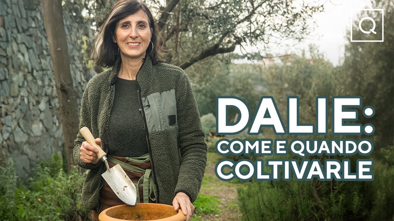 Guida Completa: come e quando coltivare le Dalie per un giardino fiorito!🪷