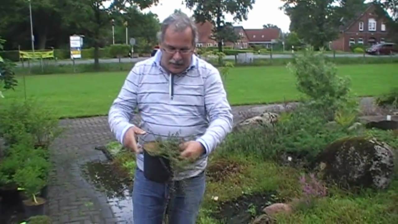 Die vielen Vorteile der Moosbeere