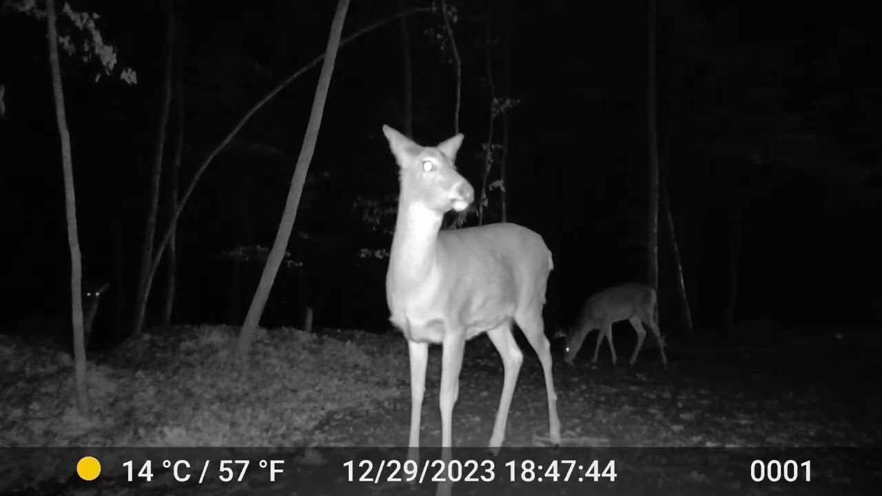 The Deer 2154