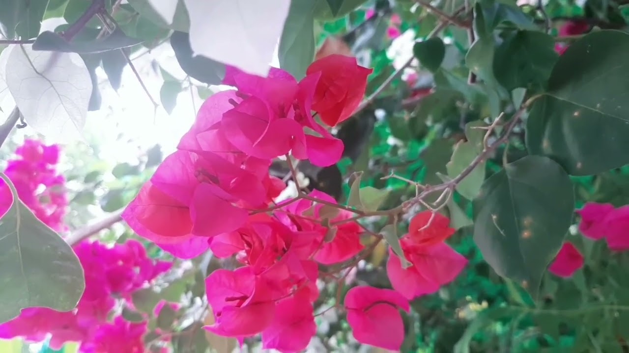 Chạm vào bình yên 🎶🎧 
