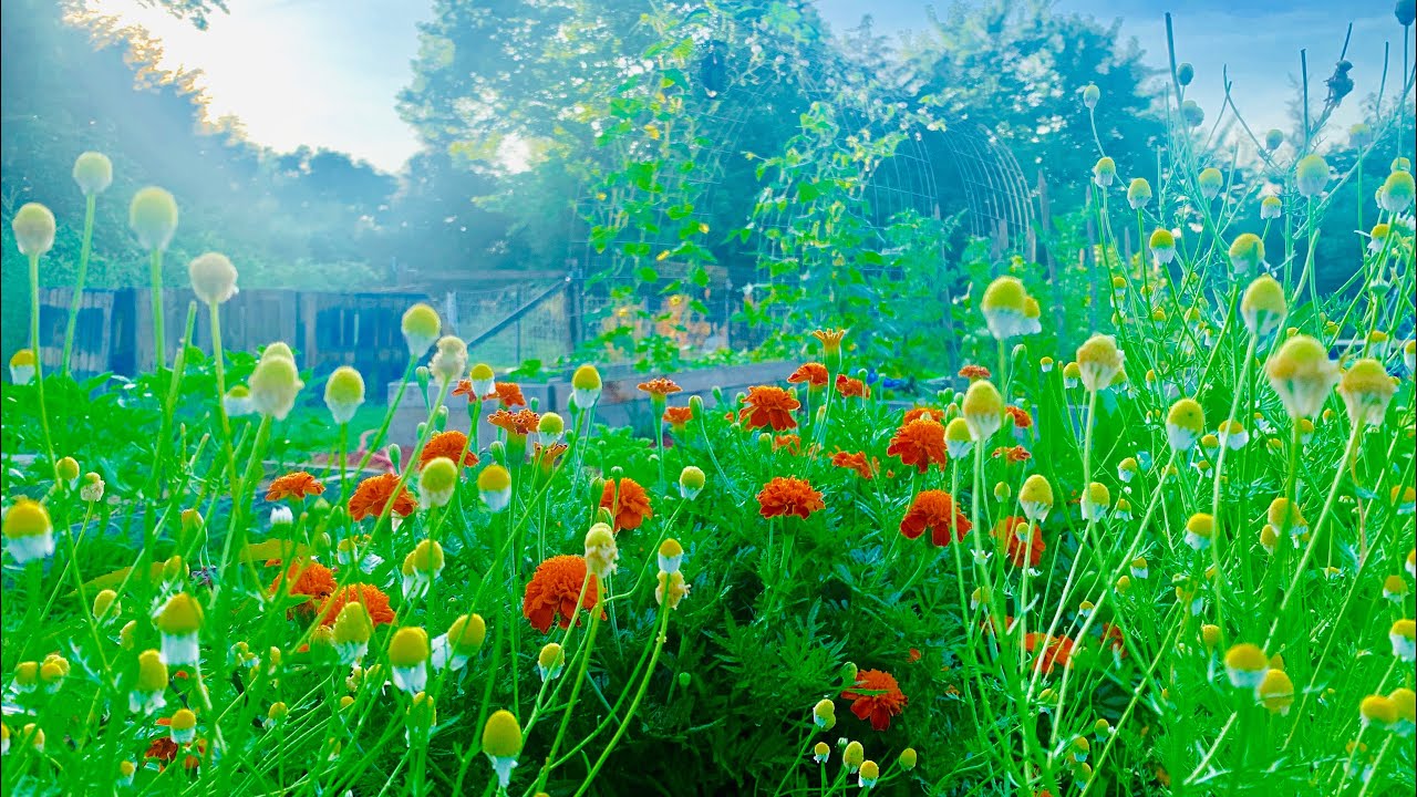 Lemon balm TINCTURE | TEA Garden | PREDATOR Prevention