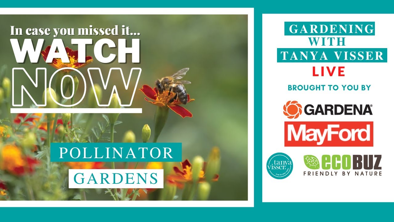 Pollinator Gardens Masterclass with Tanya Visser