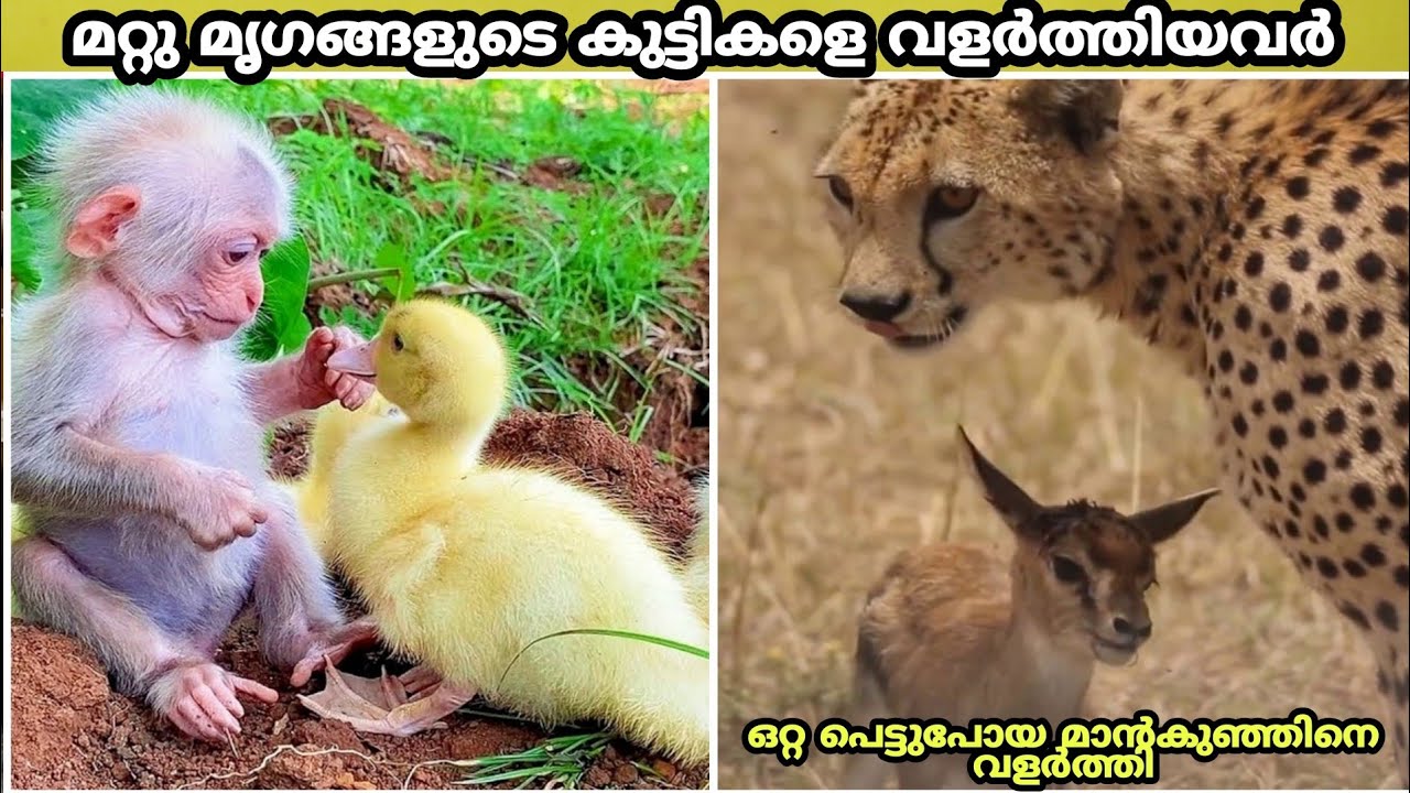 Animals ADOPTING Other Animal Species/മറ്റു ജീവികളുടെ കുട്ടികളെ വളർത്തിയവർ /top10malayalam/factsmojo