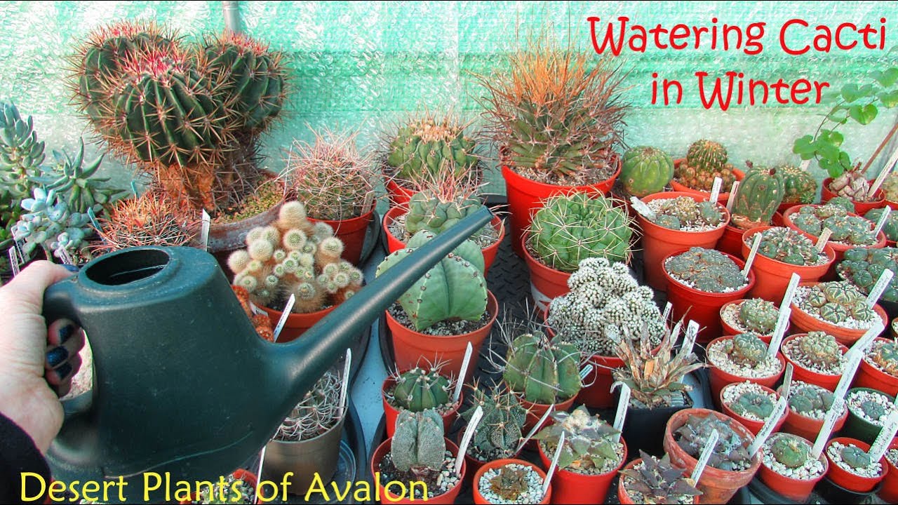 Watering Cacti in Winter,  should you or shouldn't you ? | #cactus #cactusplants
