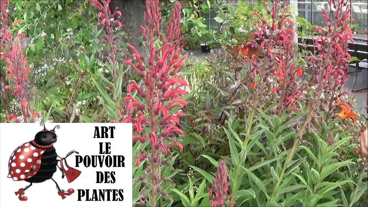 Tuto jardin: Lobelia tupa: taille et entretien : Plante vivace