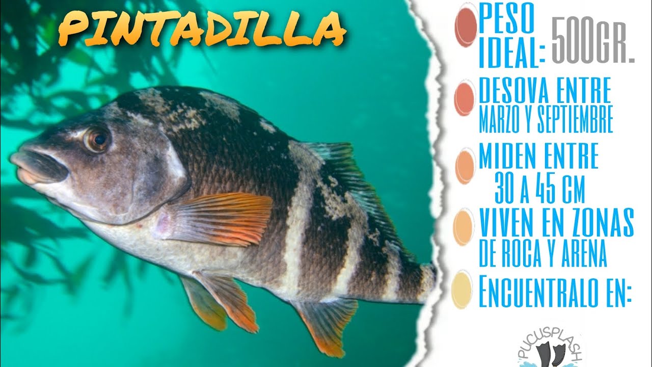 Pintadilla, pez que encuentras en Pucusana Lima Per&uacute;, caza submarina @H717 Pucusana