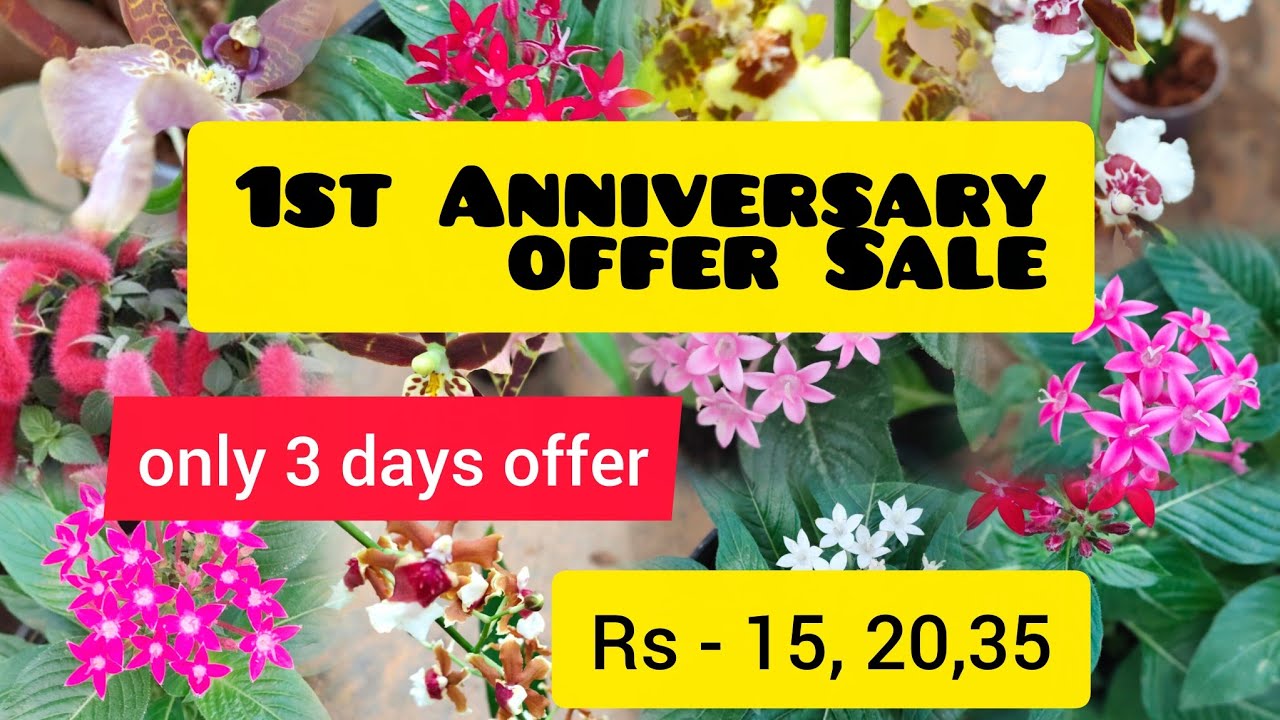 1st Anniversary offer Sale, 3 days offer 15, 20,35 രൂപക്ക്#bloomtalesgarden# 7356246641#