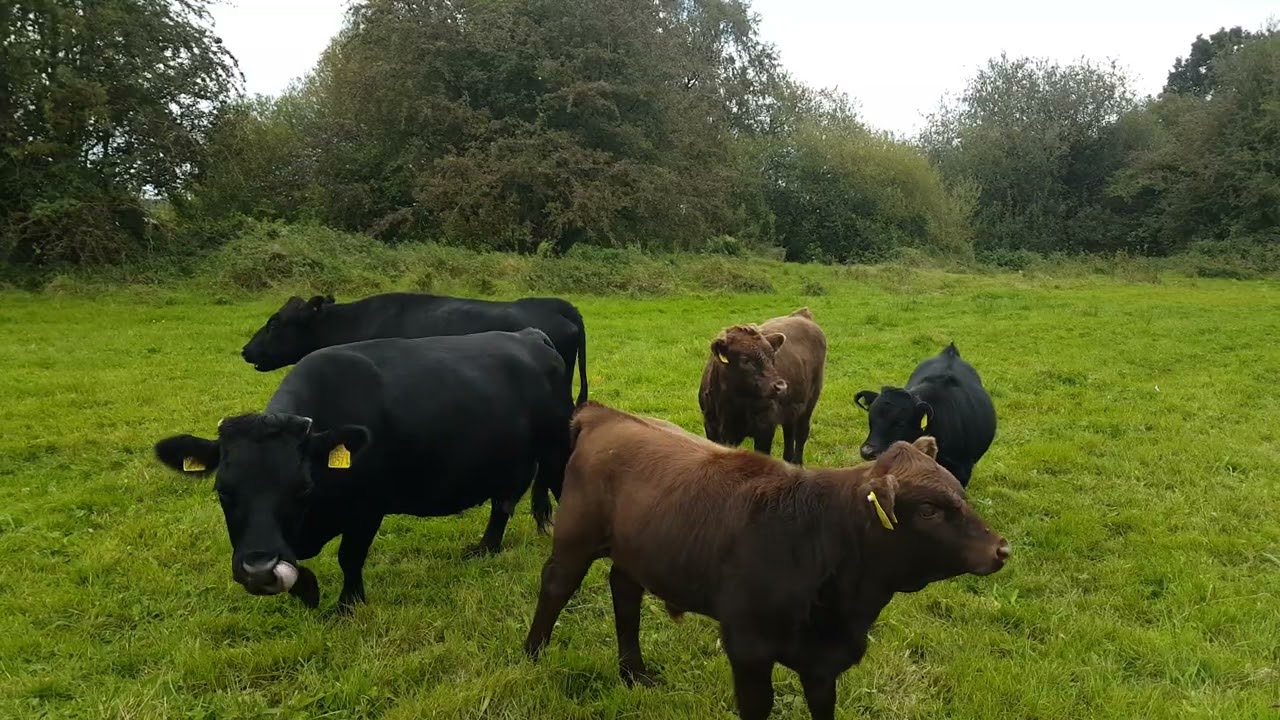 🇮🇪☘#tranquility😌DEXTER COWS🐂DEXTER CALVES🐂RURAL COUNTY ARMAGH IRELAND🇮🇪#beautiful💓Subscribe🙏🏻LIKE🙏🏻😇