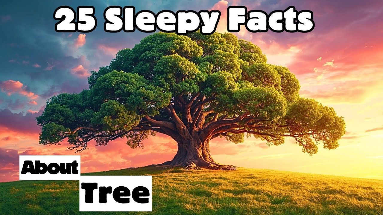 25 Sleepy Facts About Trees – Relaxing Bedtime Nature Facts for Sleep & Relaxation