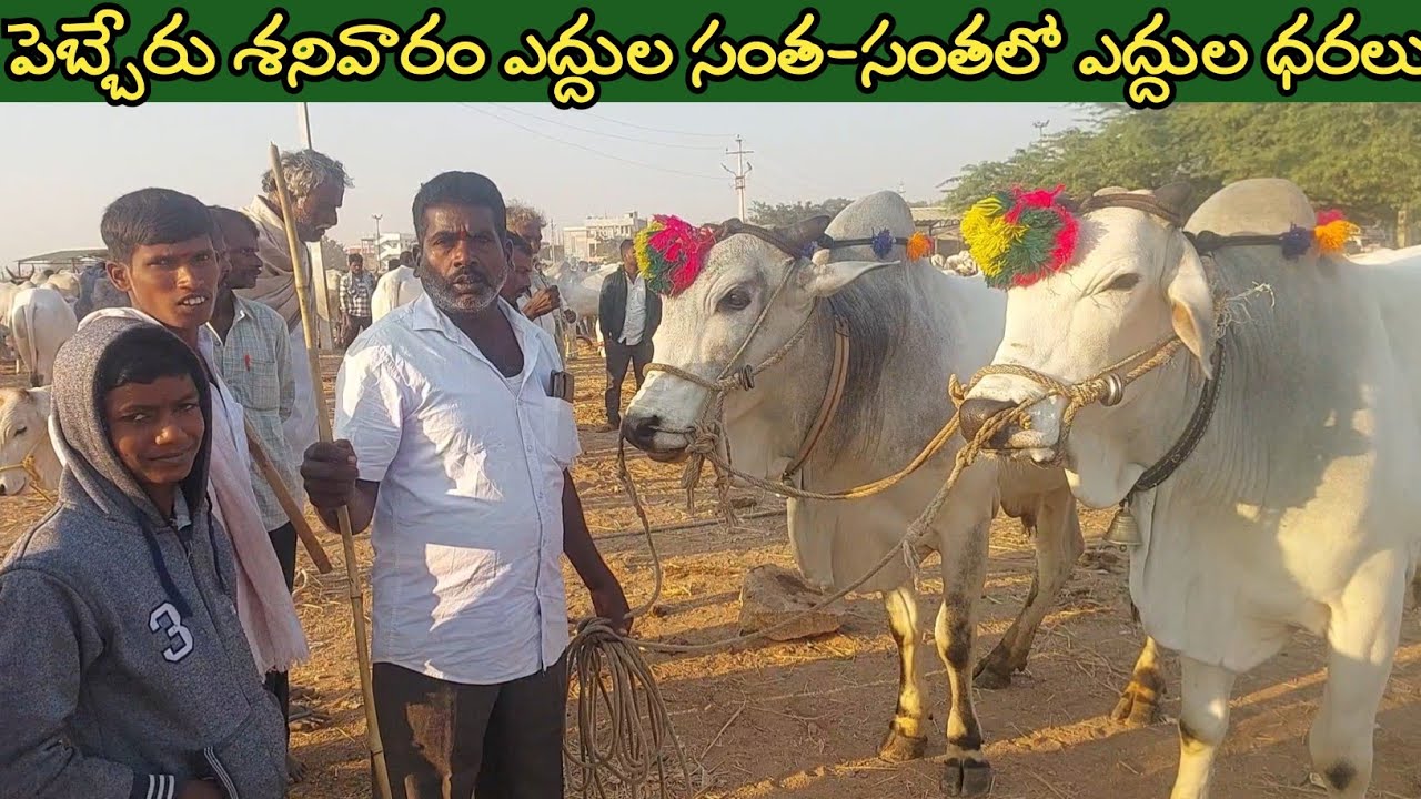 పెబ్బేరు శనివారం ఎద్దుల సంత | Pebbair Saturday Bulls market | Oxen prices | 13-12-2025 @purnafarms 